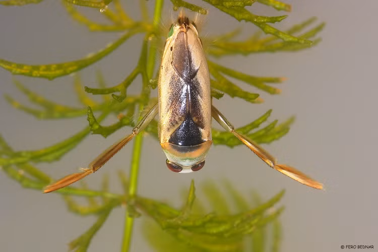 Vết đốt đau như ong. Dù nhỏ bé, bọ bơi ngửa có thể đốt người nếu bị bắt. Vết đốt của chúng được nhiều người mô tả là đau nhói, thậm chí tương tự như ong chích. Ảnh: inaturalist.org.