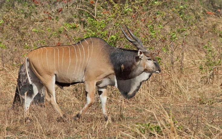 De grootste antilope ter wereld. Een volwassen addax-mannetje kan meer dan 1,8 meter lang worden en tot 1 ton wegen. Foto: Pinterest. Là loài linh dương lớn nhất thế giới. Một con linh dương sừng xoắn đực trưởng thành có thể cao hơn 1,8 m và nặng tới 1 tấn. Ảnh: Pinterest.