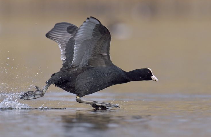 Ăn tạp và thích nghi tốt. Sâm cầm có thể ăn thực vật thủy sinh, tảo, côn trùng và cả sinh vật nhỏ dưới nước. Khả năng ăn tạp giúp loài này tồn tại tốt trong nhiều môi trường khác nhau. Ảnh: Pinterest.