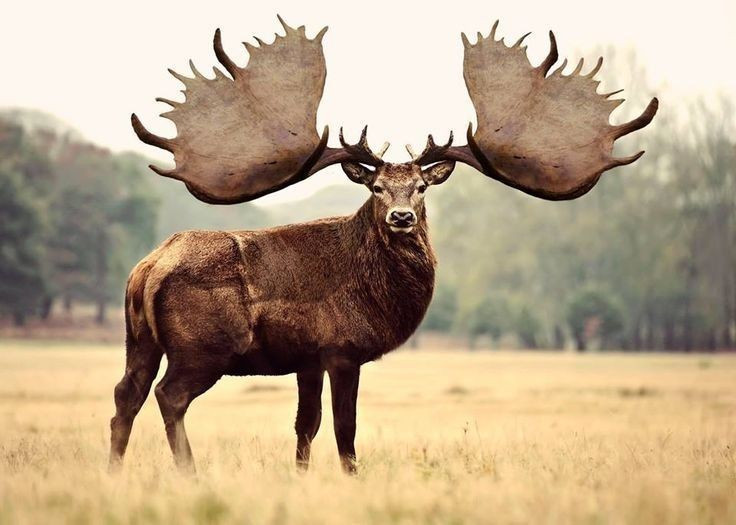 Sừng có thể gây bất lợi. Kích thước khổng lồ của cặp sừng đôi khi cản trở việc di chuyển trong rừng rậm rạp. Ảnh: Pinterest.