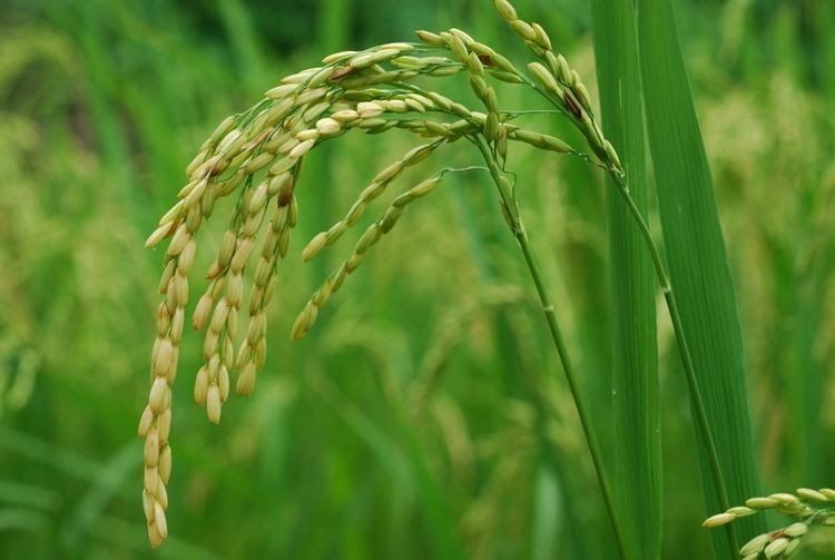 Hạt gạo thực chất là quả của cây lúa. Về mặt sinh học, hạt lúa là dạng quả thóc, trong đó phần gạo con người ăn chính là nội nhũ, nguồn dự trữ năng lượng nuôi mầm cây. Ảnh: Pinterest.