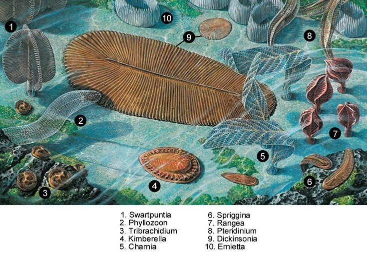 Không phải thực vật cũng không hẳn là động vật. Dù trông giống cây, Charnia không phải thực vật. Tuy nhiên, việc xếp nó vào giới động vật hay một nhóm hoàn toàn riêng biệt vẫn còn là đề tài tranh luận. Ảnh: Pinterest.