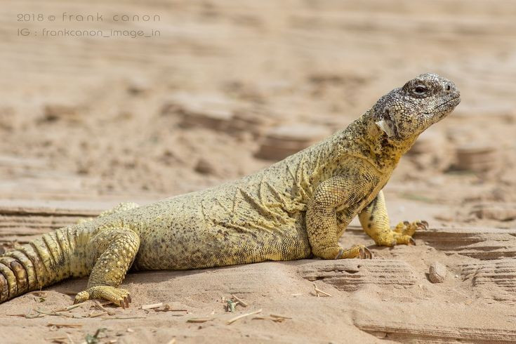 Chủ yếu ăn thực vật. Khác với nhiều loài thằn lằn ăn côn trùng, thằn lằn đuôi chuỳ Ai Cập chủ yếu ăn lá, hoa, hạt và chồi non, thích nghi hoàn hảo với môi trường khan hiếm mồi sống. Ảnh: Pinterest.