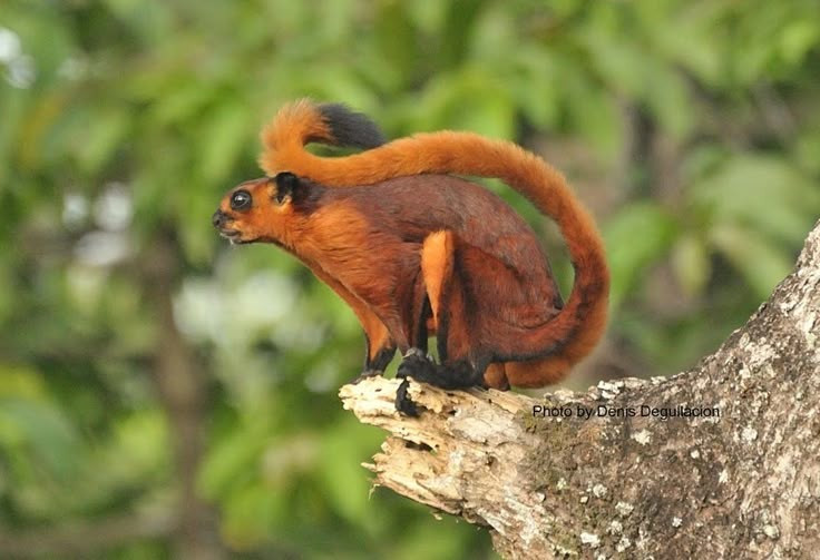 1. Là một trong những loài sóc bay lớn nhất thế giới. Với chiều dài cơ thể lên tới 42 cm và đuôi dài gần bằng thân, sóc bay trâu có sải "cánh" khi duỗi ra lượn có thể đạt tới hơn 1 mét. Ảnh: Pinterest.