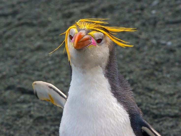 Mào lông vàng rực như vương miện. Đặc điểm dễ nhận ra nhất của chim cánh cụt hoàng gia là dải lông màu vàng cam mọc từ trán kéo dài sang hai bên đầu. Những sợi lông này tạo thành hình dạng giống chiếc vương miện, khiến chúng trông nổi bật giữa các đàn chim cánh cụt đông đúc trên bờ đá. Ảnh: Pinterest.