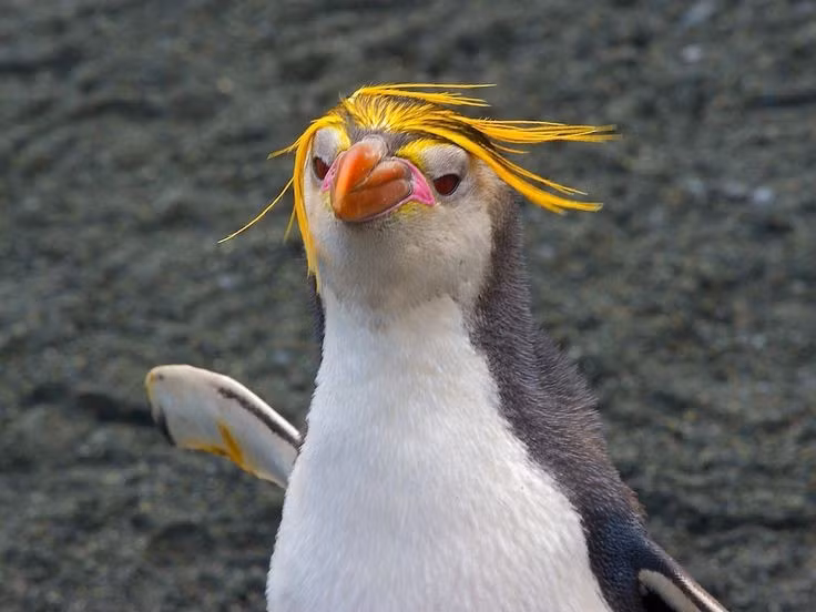 Mào lông vàng rực như vương miện. Đặc điểm dễ nhận ra nhất của chim cánh cụt hoàng gia là dải lông màu vàng cam mọc từ trán kéo dài sang hai bên đầu. Những sợi lông này tạo thành hình dạng giống chiếc vương miện, khiến chúng trông nổi bật giữa các đàn chim cánh cụt đông đúc trên bờ đá. Ảnh: Pinterest.
