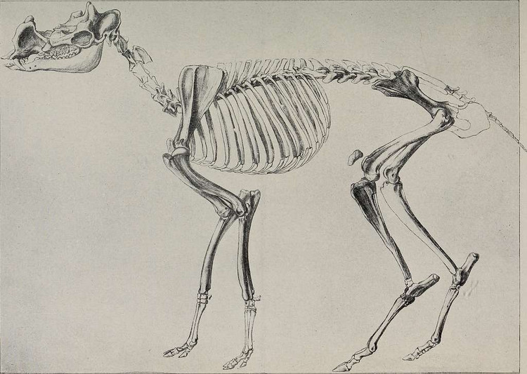 Tên nghĩa là “sừng nguyên thủy”. Tên gọi Protoceras xuất phát từ tiếng Hy Lạp, thể hiện đặc điểm sừng nguyên thủy của loài. Ảnh: picryl.com.