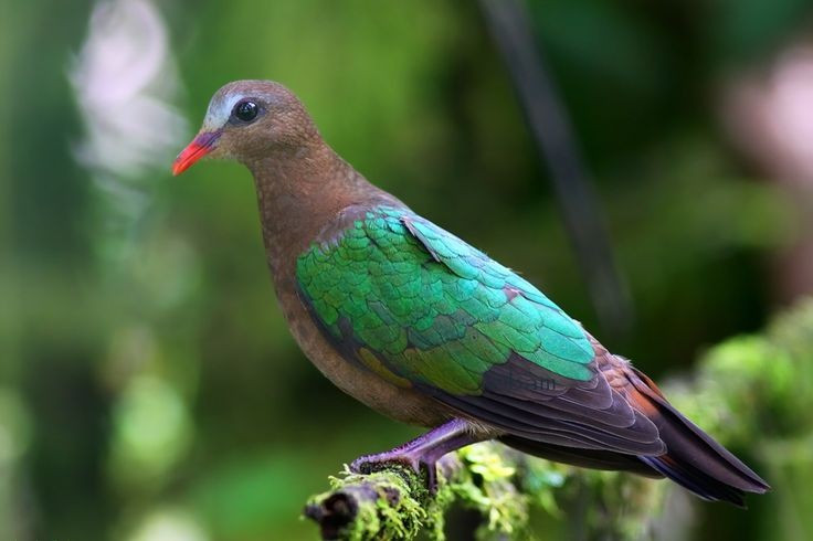 Cu luồng có tiếng gáy trầm, đều và dễ nhận biết. Âm thanh “cu… cu…” vang chậm rãi, thường được chúng cất lên vào sáng sớm hoặc chiều muộn, tạo cảm giác yên tĩnh đặc trưng của rừng nhiệt đới. Ảnh: Pinterest.