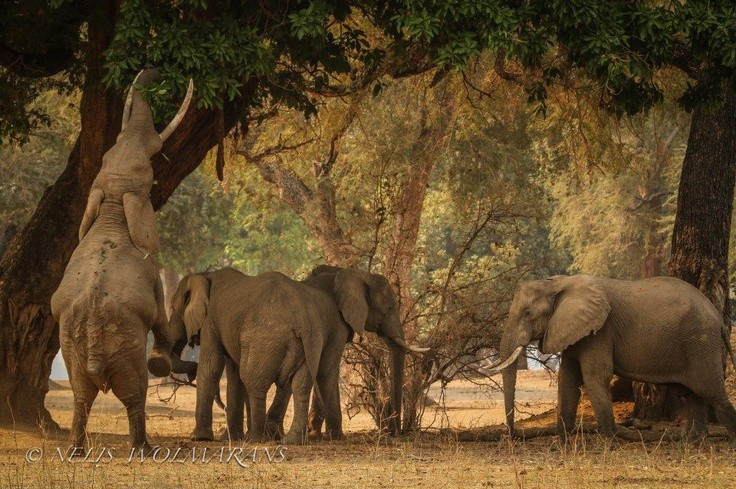 Thiên đường của voi châu Phi. Hàng nghìn cá thể voi thường xuyên xuất hiện tại đây, nổi tiếng với hành vi đứng bằng hai chân sau để vươn lên hái quả từ những cây ana ven sông. Ảnh: Pinterest.