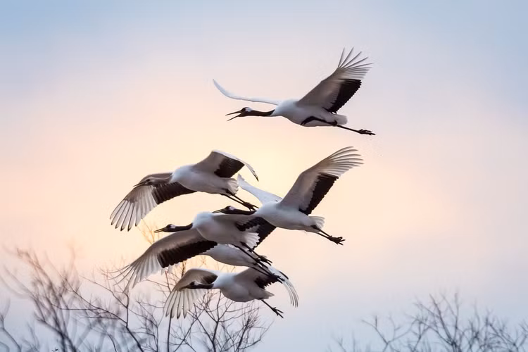 Được bảo tồn và tôn vinh tại Nhật Bản. Tại Nhật Bản, sếu Nhật Bản được xem là di sản tự nhiên quý giá và được bảo vệ nghiêm ngặt. Nhiều khu bảo tồn đã được thiết lập để duy trì môi trường sống và hỗ trợ sự phát triển của quần thể sếu. Ảnh: Flickr.