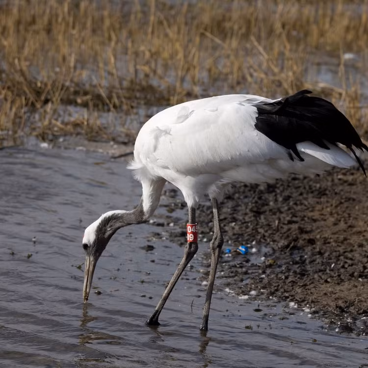 Sống ở các vùng đầm lầy và đồng cỏ ngập nước. Môi trường sống của chúng bao gồm các vùng đất ngập nước ở Nhật Bản, Nga, Trung Quốc và bán đảo Triều Tiên. Đây là những khu vực giàu thức ăn như cá, côn trùng và thực vật thủy sinh. Ảnh: Flickr.