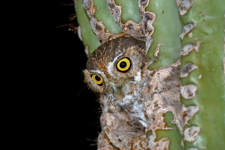 4. Cú lùn có thể làm tổ trong thân xương rồng. Chúng tận dụng các lỗ do chim gõ kiến tạo ra trên cây xương rồng saguaro khổng lồ để làm tổ – một chiến lược thông minh giúp tránh kẻ thù. Ảnh: Pinterest.