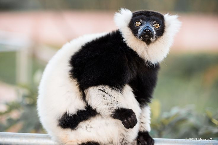 Chế độ ăn thiên về trái cây. Khác với nhiều loài vượn cáo ăn tạp, Varecia variegata đặc biệt ưa thích trái cây chín. Chúng cũng ăn thêm mật hoa, lá non và hạt. Nhờ việc di chuyển rộng và ăn nhiều loại quả, loài này đóng vai trò quan trọng trong việc phát tán hạt giống trong rừng Madagascar. Ảnh: Pinterest.