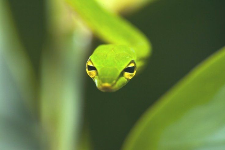 Đôi mắt với đồng tử ngang độc đáo. Khác với nhiều loài rắn có đồng tử tròn hoặc dọc, rắn dây xanh có đồng tử ngang, giúp mở rộng tầm nhìn theo phương ngang. Điều này đặc biệt hữu ích khi săn mồi giữa các cành cây chằng chịt. Ảnh: Pinterest.