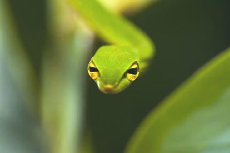 Đôi mắt với đồng tử ngang độc đáo. Khác với nhiều loài rắn có đồng tử tròn hoặc dọc, rắn dây xanh có đồng tử ngang, giúp mở rộng tầm nhìn theo phương ngang. Điều này đặc biệt hữu ích khi săn mồi giữa các cành cây chằng chịt. Ảnh: Pinterest.