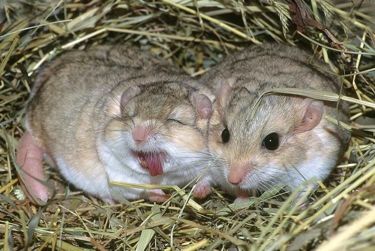 Kích thước cơ thể nhỏ bé. Chiều dài chỉ khoảng 10 cm, chưa tính đuôi. Ảnh: Pinterest.