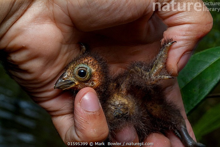 Chim non có móng trên cánh. Điểm kỳ lạ nhất của gà móng là chim non có hai chiếc móng nhỏ ở đầu cánh. Khi gặp nguy hiểm, chúng có thể buông mình xuống nước, sau đó dùng móng bám vào cành cây để leo ngược trở lại tổ. Ảnh: infradoxxs.com.