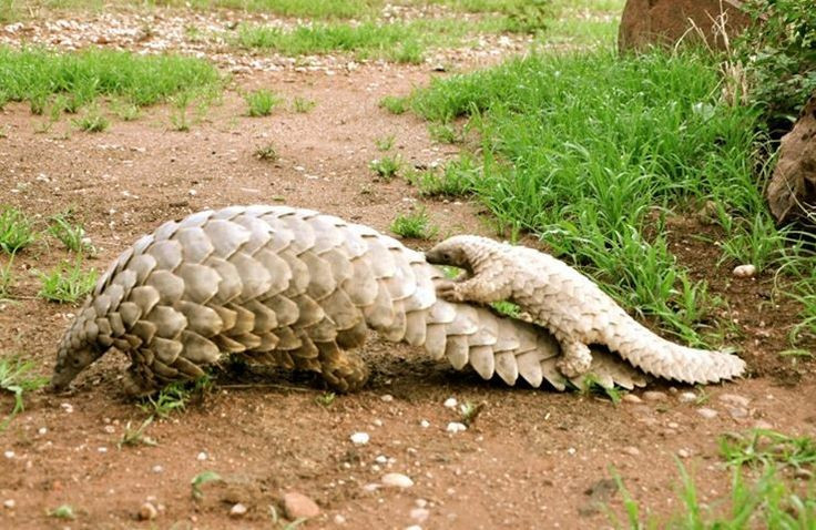Anne pangolin yavrularını sırtında taşıyor. Yavrular hareket ederken annelerinin pullarına tutunuyor. Fotoğraf: Pinterest. Tê tê mẹ mang con trên lưng. Những con non bám chặt lên vảy mẹ trong suốt quá trình di chuyển. Ảnh: Pinterest.