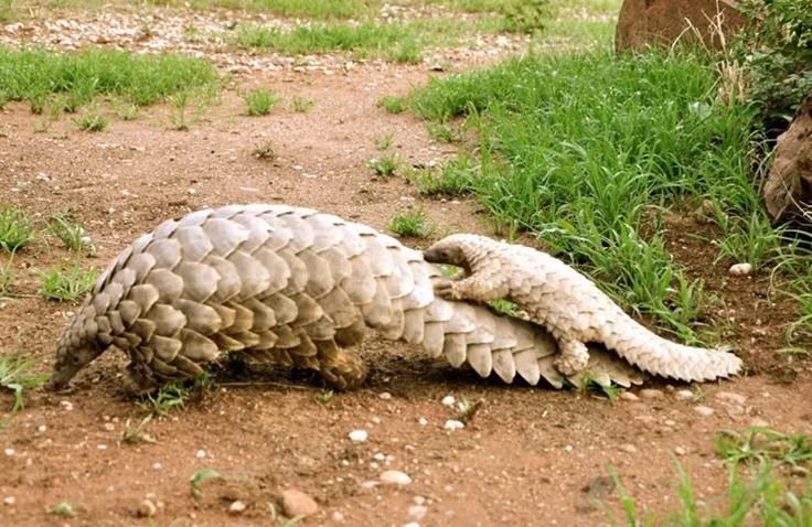 Tê tê mẹ mang con trên lưng. Những con non bám chặt lên vảy mẹ trong suốt quá trình di chuyển. Ảnh: Pinterest.