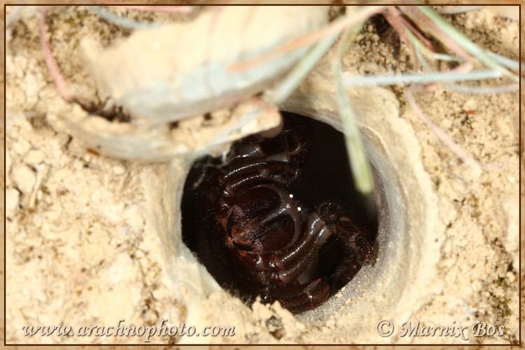 Không dệt mạng mà sống hoàn toàn dưới hang. Khác với nhiều loài nhện khác, nhện cửa sập dựa vào kỹ năng đào hang và ngụy trang để tồn tại. Ảnh: arachnophoto.com.