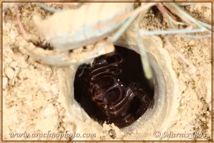 Không dệt mạng mà sống hoàn toàn dưới hang. Khác với nhiều loài nhện khác, nhện cửa sập dựa vào kỹ năng đào hang và ngụy trang để tồn tại. Ảnh: arachnophoto.com.