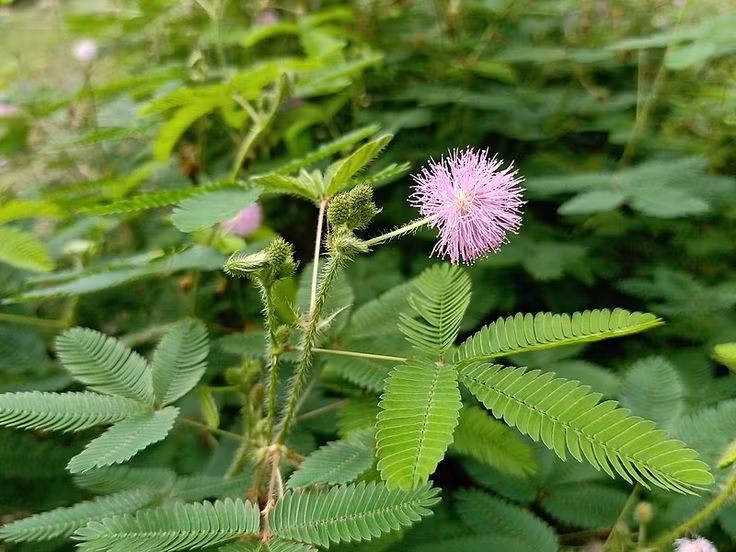 Thí nghiệm Mimosa pudica gây chấn động. Nhà khoa học Monica Gagliano đã thả cây trinh nữ (Mimosa pudica) từ độ cao nhỏ nhiều lần; sau một thời gian, cây ngừng khép lá, cho thấy chúng “học” rằng kích thích này không nguy hiểm. Ảnh: Pinterest.