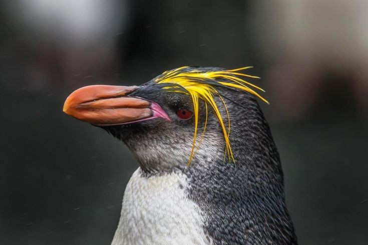 Từng được xem là một dạng của chim cánh cụt macaroni. Trong một thời gian dài, các nhà khoa học cho rằng chim cánh cụt hoàng gia chỉ là một phân loài của chim cánh cụt macaroni (Eudyptes chrysolophus). Tuy nhiên, những khác biệt về màu sắc khuôn mặt, hình thái và di truyền học đã khiến nhiều nhà nghiên cứu công nhận chúng là một loài riêng biệt. Ảnh: Pinterest.