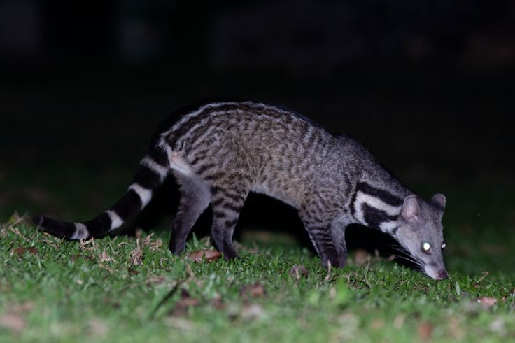 4. Là một trong những loài cầy lớn nhất. Viverra megaspila có kích thước thân dài khoảng 60–70 cm, lớn hơn so với nhiều loài khác thuộc họ Cầy. Ảnh: Pinterest.