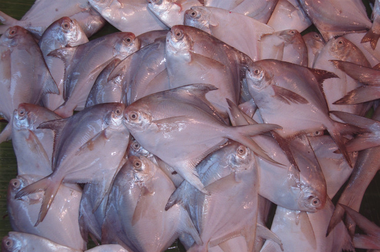 Tăng trưởng tương đối nhanh. Trong điều kiện thuận lợi, cá chim trắng có thể phát triển nhanh, góp phần vào giá trị kinh tế cao của loài này. Ảnh: Pinterest.