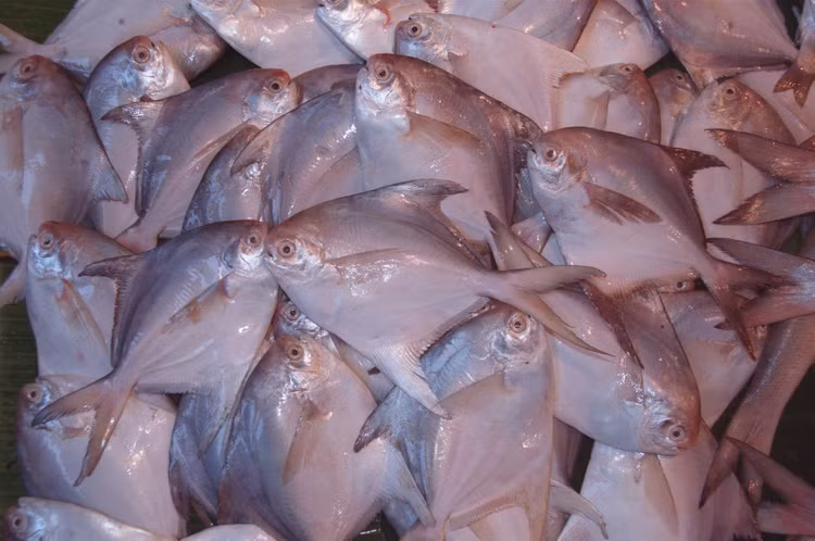 Tăng trưởng tương đối nhanh. Trong điều kiện thuận lợi, cá chim trắng có thể phát triển nhanh, góp phần vào giá trị kinh tế cao của loài này. Ảnh: Pinterest.