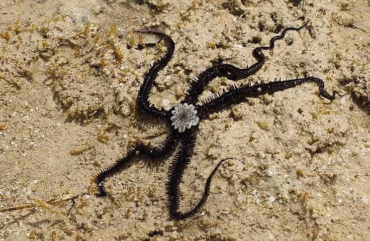 Sao biển đuôi rắn thuộc nhóm động vật da gai. Chúng có họ hàng gần với sao biển, cầu gai và hải sâm. Ảnh: Pinterest.