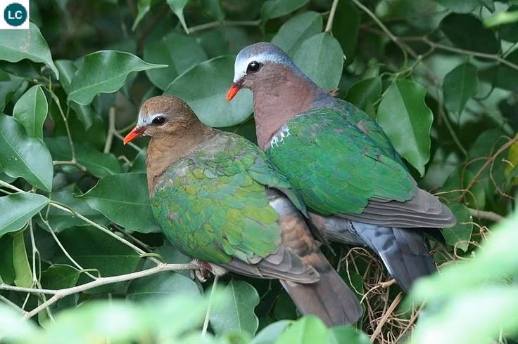 Cu luồng là chỉ báo sinh thái của rừng lành mạnh. Sự hiện diện ổn định của Chalcophaps indica cho thấy hệ sinh thái rừng còn tương đối nguyên vẹn, ít bị xáo trộn bởi con người. Ảnh: Pinterest.
