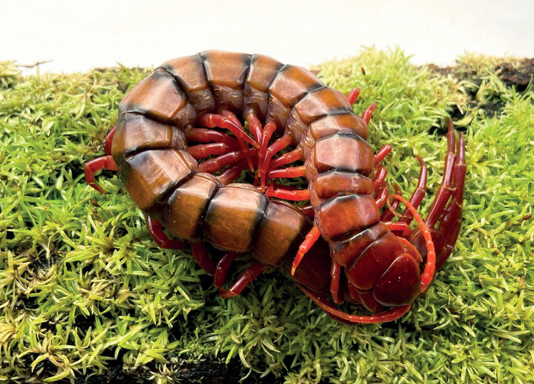 Rết khổng lồ Việt Nam là sinh vật đơn độc. Chúng sống và săn mồi riêng rẽ, chỉ tiếp xúc với đồng loại trong mùa sinh sản. Ảnh: assets.isu.pub.