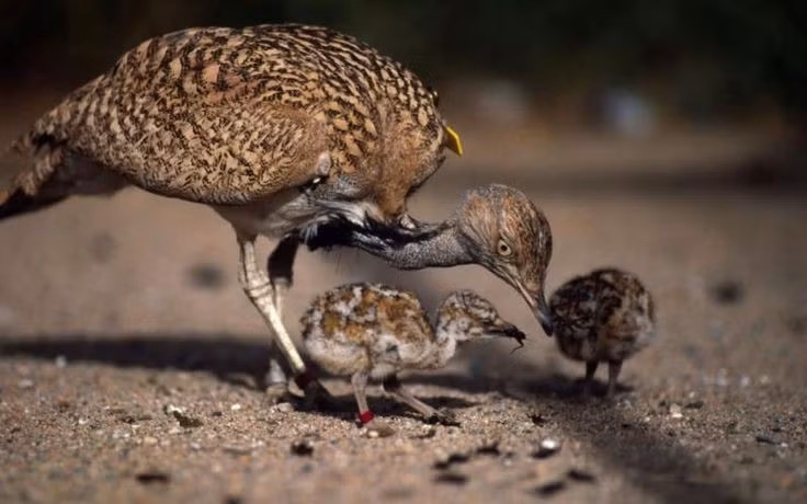 Đối mặt nguy cơ suy giảm. Nhiều loài ô tác đang bị đe dọa do mất môi trường sống và săn bắt, trở thành đối tượng bảo tồn quan trọng tại nhiều khu vực. Ảnh: Pinterest.