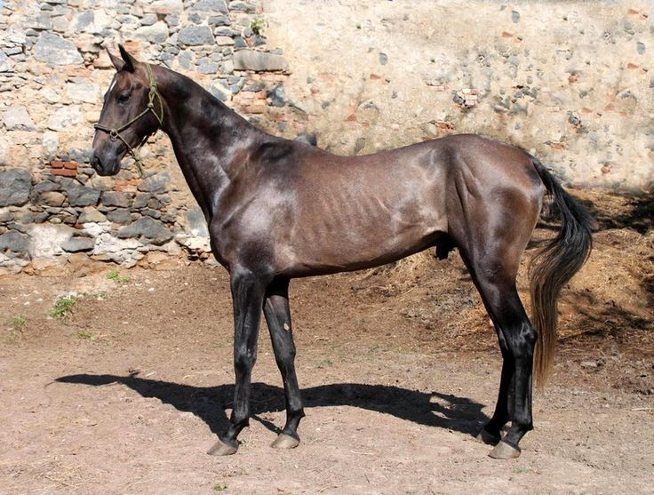 Cơ chế “khóa khớp” là gì? Cơ chế “khóa khớp” (stay apparatus) ở ngựa liên quan đến một hệ thống đặc biệt của gân, dây chằng và khớp, cho phép chi trước và chi sau chịu trọng lượng cơ thể mà không cần co cơ liên tục. Ảnh: Pinterest.