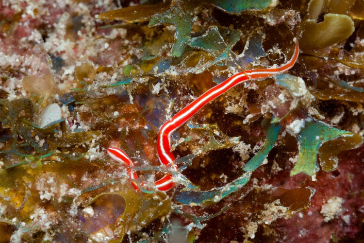 Kích thước biến đổi từ rất nhỏ đến cực dài. Đa số giun vòi chỉ dài vài centimet, nhưng có loài như Lineus longissimus có thể dài tới hơn 30 mét khi duỗi thẳng, được xem là một trong những động vật dài nhất thế giới. Ảnh: bonairereef.com.