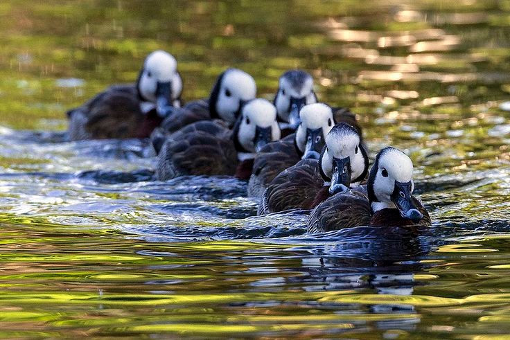 Chăm sóc con non theo kiểu “gia đình”. Le nâu thường tạo thành các cặp đôi ổn định trong mùa sinh sản. Cả con trống lẫn con mái đều tham gia ấp trứng và chăm sóc con non sau khi nở. Những gia đình nhỏ này thường di chuyển cùng nhau trong đàn lớn, tạo nên cấu trúc xã hội khá thú vị trong thế giới chim nước. Ảnh: Pinterest.