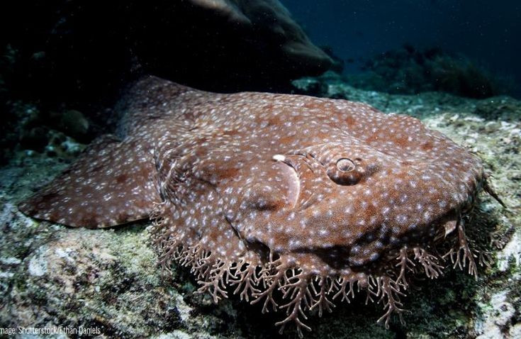 Thói quen săn mồi thụ động nhưng hiệu quả. Thay vì bơi đuổi, Eucrossorhinus dasypogon chờ cá nhỏ, mực hay giáp xác tiến lại gần rồi bất ngờ há miệng hút mạnh, nuốt gọn con mồi chỉ trong tích tắc. Ảnh: Pinterest.