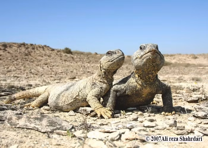 Thích nghi xuất sắc với khí hậu sa mạc khắc nghiệt. Chúng chịu được nhiệt độ cao ban ngày, giảm hoạt động khi nắng gắt và trú ẩn sâu trong hang để tránh mất nước. Ảnh: Pinterest.