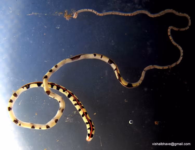 Sống chủ yếu trong môi trường biển. Phần lớn các loài Nemertea sinh sống ở đại dương, ẩn dưới đá, cát hoặc trong rạn san hô, chỉ một số ít thích nghi với nước ngọt hoặc môi trường trên cạn ẩm ướt. Ảnh: inaturalist.