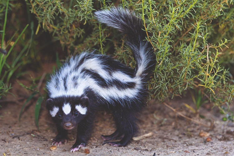 Chồn hôi sọc châu Phi có tính lãnh thổ khá rõ rệt. Mỗi cá thể thường kiểm soát một khu vực riêng, đánh dấu bằng mùi để cảnh báo những con khác tránh xâm phạm. Ảnh: valdevie.co.za.