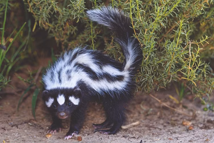 Chồn hôi sọc châu Phi có tính lãnh thổ khá rõ rệt. Mỗi cá thể thường kiểm soát một khu vực riêng, đánh dấu bằng mùi để cảnh báo những con khác tránh xâm phạm. Ảnh: valdevie.co.za.