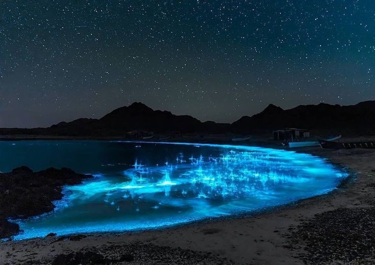 3. Đây là cơ chế phòng vệ tự nhiên. Nhiều sinh vật phù du phát sáng để đánh lạc hướng kẻ thù, hoặc thu hút sinh vật lớn hơn đến tấn công chúng. Ảnh: Pinterest.