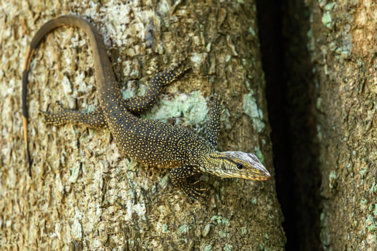 8. Cần môi trường sống nguyên vẹn để tồn tại. Việc phá rừng và buôn bán động vật hoang dã khiến số lượng kỳ đà vân trong tự nhiên giảm sút đáng kể. Ảnh: thainationalparks.com.