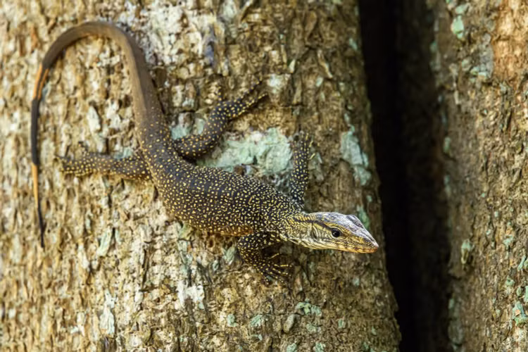 8. Cần môi trường sống nguyên vẹn để tồn tại. Việc phá rừng và buôn bán động vật hoang dã khiến số lượng kỳ đà vân trong tự nhiên giảm sút đáng kể. Ảnh: thainationalparks.com.