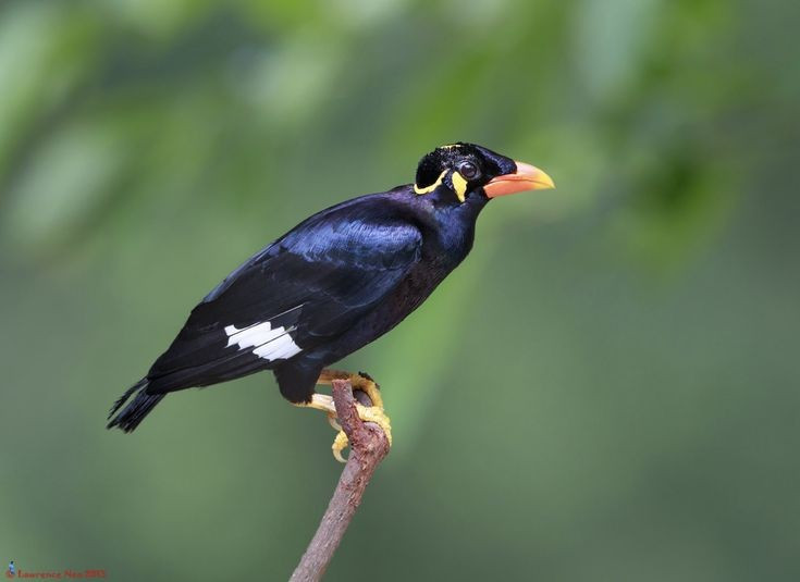 4. Bộ lông đen ánh tím nổi bật. Chim yểng trưởng thành sở hữu bộ lông màu đen bóng với ánh tím hoặc xanh lam ánh kim tùy góc sáng, cùng hai mảng da vàng nổi bật ở hai bên đầu. Ảnh: Pinterest.