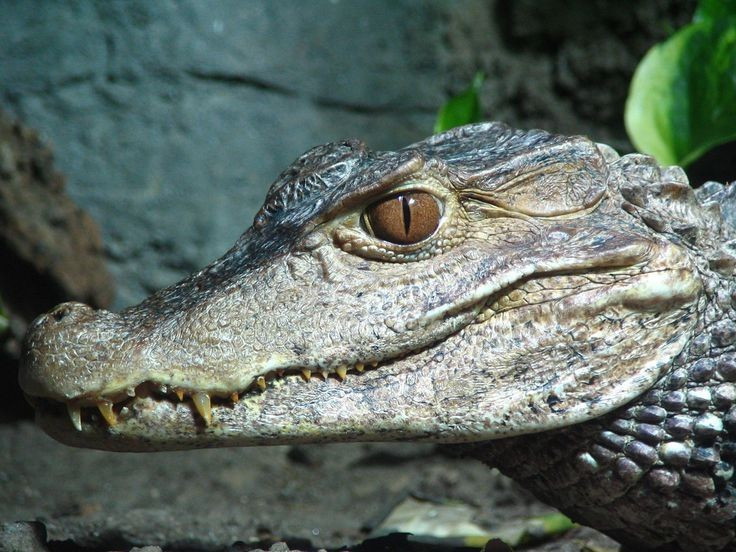 Bản năng làm cha mẹ tuyệt vời. Cá sấu cái vẫn bảo vệ tổ và con non rất cẩn thận. Chúng xây tổ bằng lá khô và bùn, rồi canh giữ cho đến khi trứng nở, sẵn sàng tấn công kẻ thù nếu cần. Ảnh: Pinterest.