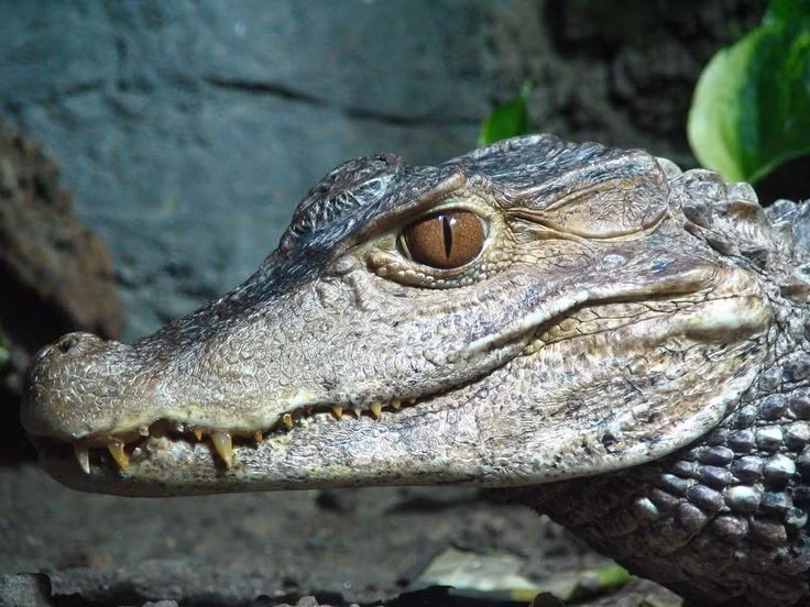 Bản năng làm cha mẹ tuyệt vời. Cá sấu cái vẫn bảo vệ tổ và con non rất cẩn thận. Chúng xây tổ bằng lá khô và bùn, rồi canh giữ cho đến khi trứng nở, sẵn sàng tấn công kẻ thù nếu cần. Ảnh: Pinterest.