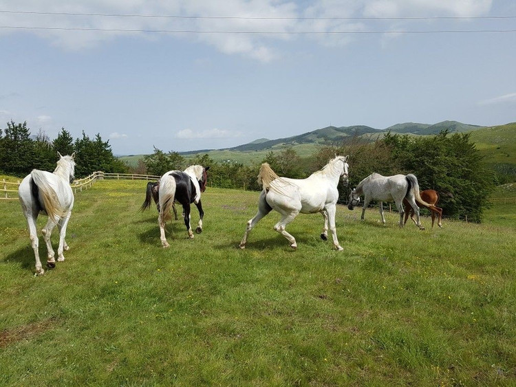 Kết hợp hài hòa giữa thiên nhiên và văn hóa truyền thống. Những đồng cỏ cao nguyên, làng chăn thả mùa hè và lối sống du mục cổ xưa vẫn hiện diện trong đời sống người dân địa phương. Ảnh: Pinterest.