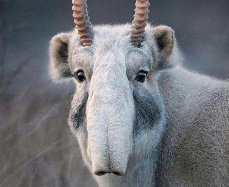 Nguy cơ tuyệt chủng. Số lượng Saiga đã giảm mạnh do nạn săn trộm, dịch bệnh và mất môi trường sống, khiến loài này được xếp vào nhóm Cực kỳ nguy cấp. Ảnh: Pinterest.